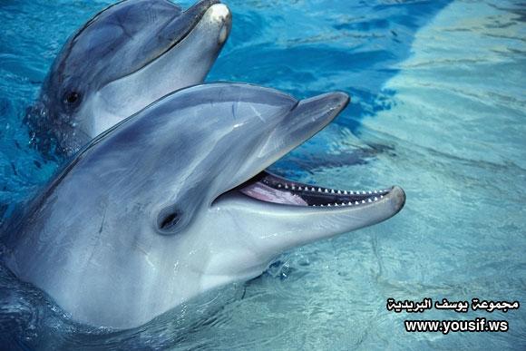 الحيوانات الأليفة الحيوانات الأليفة1 Size:41.80 Kb Dim: 580 x 387 Size: Kb Dim: x