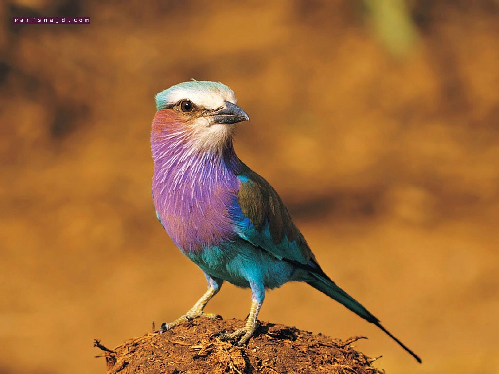 الحيوانات الأليفة الحيوانات الأليفة1 Size:111.80 Kb Dim: 1024 x 768 Size: Kb Dim: x