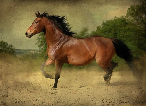 الحيوانات الأليفة الحيوانات الأليفة10 Size:50.20 Kb Dim: 500 x 362 Size: Kb Dim: x