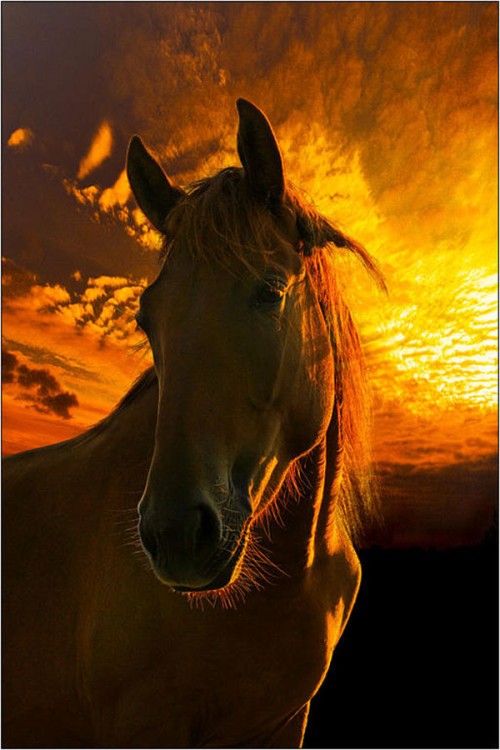الحيوانات الأليفة الحيوانات الأليفة12 Size:85.00 Kb Dim: 500 x 750 Size: Kb Dim: x