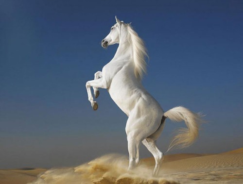الحيوانات الأليفة الحيوانات الأليفة13 Size:24.40 Kb Dim: 500 x 379 Size: Kb Dim: x
