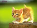 الحيوانات الأليفة الحيوانات الأليفة6 Size:3.30 Kb Dim: 150 x 113 Size: Kb Dim: x
