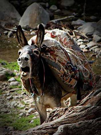 الحيوانات الأليفة الحيوانات الأليفة4 Size:34.80 Kb Dim: 352 x 469 Size: Kb Dim: x