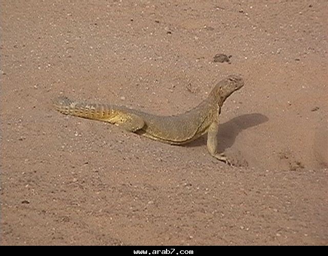 الحيوانات الأليفة الحيوانات الأليفة1 Size:62.70 Kb Dim: 640 x 500 Size: Kb Dim: x