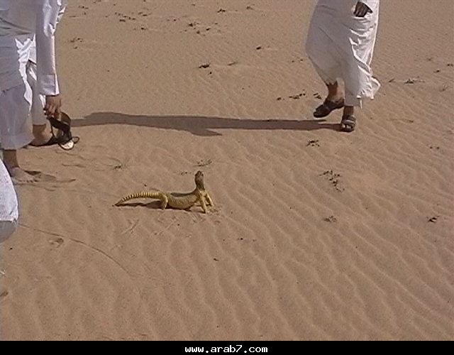 الحيوانات الأليفة الحيوانات الأليفة1 Size:50.80 Kb Dim: 640 x 500 Size: Kb Dim: x