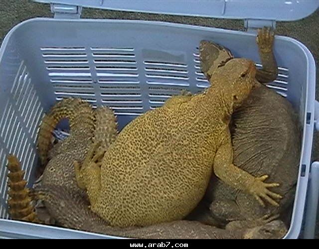 الحيوانات الأليفة الحيوانات الأليفة1 Size:64.60 Kb Dim: 640 x 500 Size: Kb Dim: x