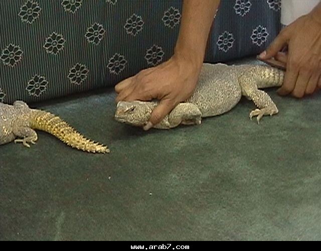 الحيوانات الأليفة الحيوانات الأليفة1 Size:56.70 Kb Dim: 640 x 500 Size: Kb Dim: x