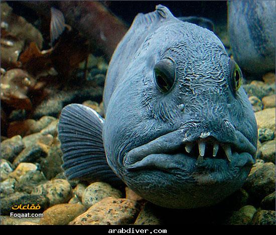 الحيوانات الأليفة 1056_3374826234d2609b Size:59.50 Kb Dim: 550 x 469 Size: Kb Dim: x