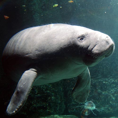 الحيوانات الأليفة ManateeRescue-sw Size:36.80 Kb Dim: 500 x 500 Size: Kb Dim: x