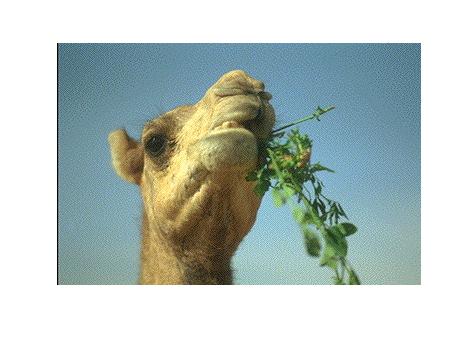 الحيوانات الأليفة الحيوانات الأليفة2 Size:24.50 Kb Dim: 465 x 339 Size: Kb Dim: x