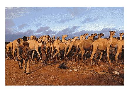 الحيوانات الأليفة الحيوانات الأليفة5 Size:40.80 Kb Dim: 450 x 314 Size: Kb Dim: x
