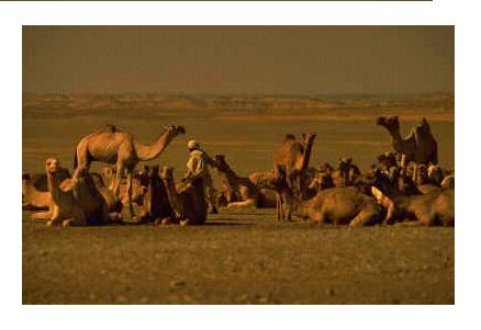 الحيوانات الأليفة الحيوانات الأليفة6 Size:19.70 Kb Dim: 438 x 301 Size: Kb Dim: x