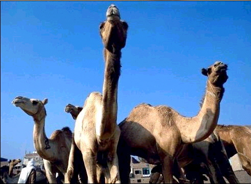الحيوانات الأليفة الحيوانات الأليفة8 Size:97.30 Kb Dim: 492 x 362 Size: Kb Dim: x