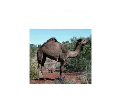 الحيوانات الأليفة الحيوانات الأليفة10 Size:13.80 Kb Dim: 414 x 379 Size: Kb Dim: x