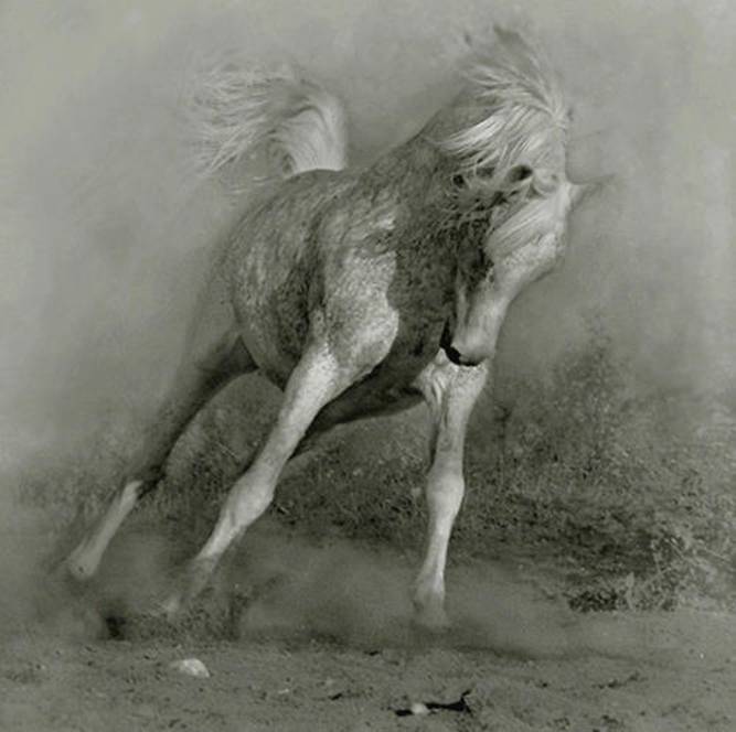 الحيوانات الأليفة الحيوانات الأليفة1 Size:42.00 Kb Dim: 667 x 664 Size: Kb Dim: x