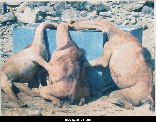 الحيوانات الأليفة بعير Size:58.00 Kb Dim: 550 x 430 Size: Kb Dim: x