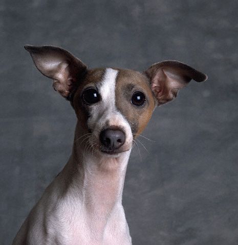 الحيوانات الأليفة Italian Greyhound Size:26.40 Kb Dim: 465 x 480 Size: Kb Dim: x