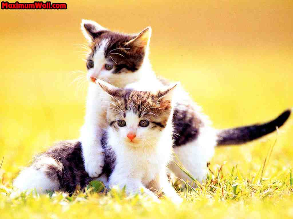 الحيوانات الأليفة الحيوانات الأليفة2 Size:34.40 Kb Dim: 1024 x 768 Size: Kb Dim: x