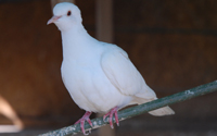 الحيوانات الأليفة الحيوانات الأليفة10 Size:16.70 Kb Dim: 200 x 125 Size: Kb Dim: x