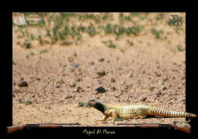 الحيوانات الأليفة طريقة صيد الضبان2 Size:94.90 Kb Dim: 799 x 564 Size: Kb Dim: x