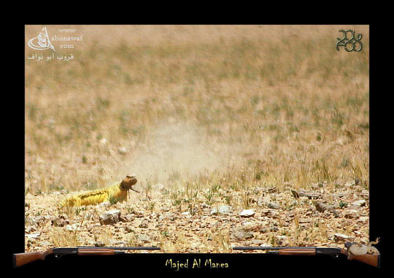 الحيوانات الأليفة طريقة صيد الضبان9 Size:85.80 Kb Dim: 799 x 564 Size: Kb Dim: x