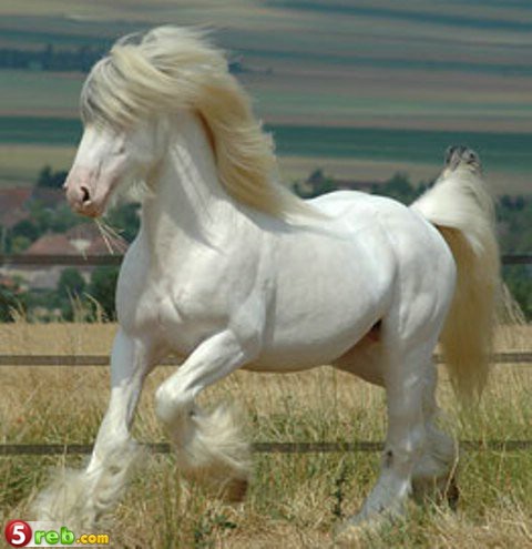 الحيوانات الأليفة صور احصنه عجيبه 1 Size:49.80 Kb Dim: 480 x 495 Size: Kb Dim: x