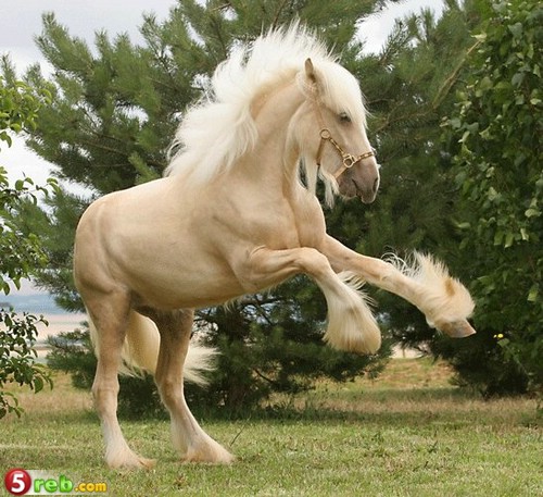 الحيوانات الأليفة صور احصنه عجيبه 7 Size:90.00 Kb Dim: 500 x 457 Size: Kb Dim: x