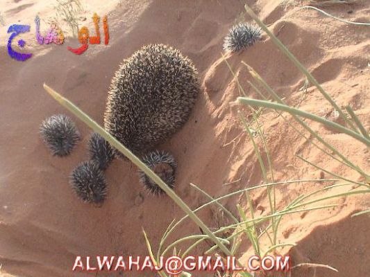 الحيوانات الأليفة عمركم شفتوا القنفد واولاده 1 Size:48.20 Kb Dim: 533 x 400 Size: Kb Dim: x
