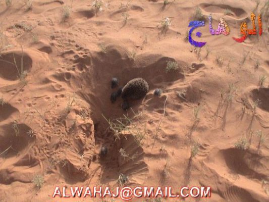 الحيوانات الأليفة عمركم شفتوا القنفد واولاده 2 Size:44.40 Kb Dim: 533 x 400 Size: Kb Dim: x