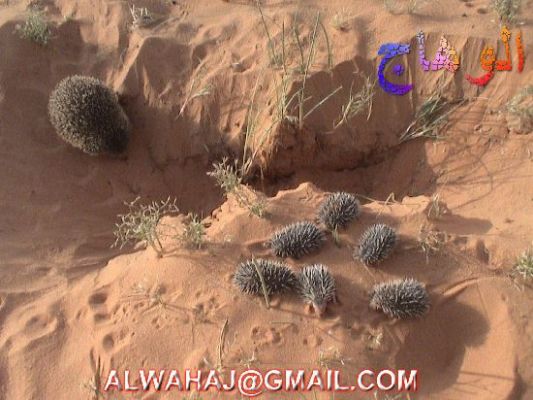 الحيوانات الأليفة عمركم شفتوا القنفد واولاده 4 Size:46.60 Kb Dim: 533 x 400 Size: Kb Dim: x