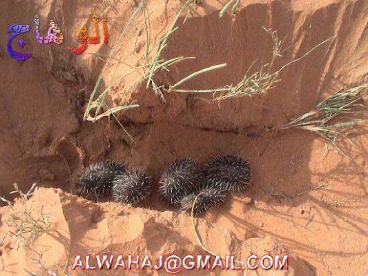 الحيوانات الأليفة عمركم شفتوا القنفد واولاده 5 Size:55.00 Kb Dim: 533 x 400 Size: Kb Dim: x