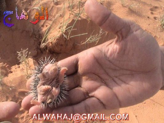 الحيوانات الأليفة عمركم شفتوا القنفد واولاده 6 Size:42.00 Kb Dim: 533 x 400 Size: Kb Dim: x