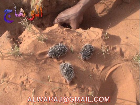 الحيوانات الأليفة عمركم شفتوا القنفد واولاده 7 Size:46.90 Kb Dim: 533 x 400 Size: Kb Dim: x