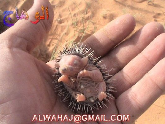 الحيوانات الأليفة عمركم شفتوا القنفد واولاده 8 Size:38.40 Kb Dim: 533 x 400 Size: Kb Dim: x