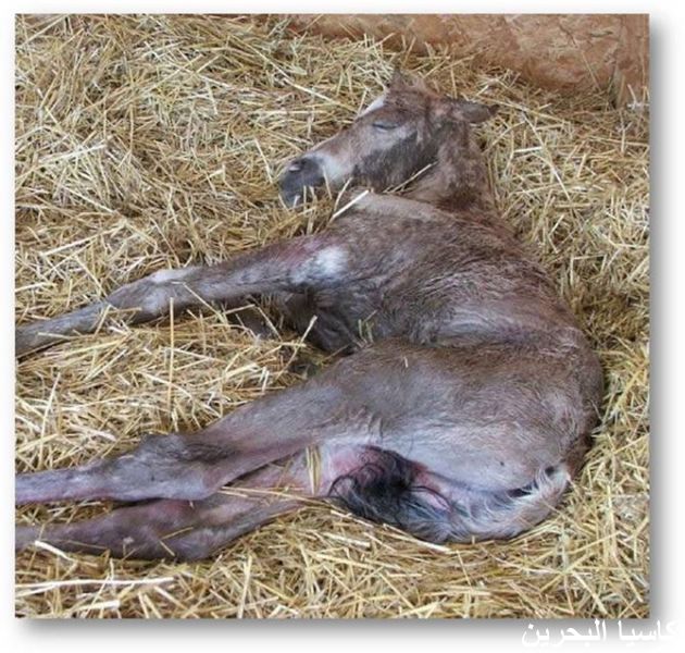 الحيوانات الأليفة شاهدو عملية ولادة الخيل بالتف3 Size:99.40 Kb Dim: 630 x 600 Size: Kb Dim: x