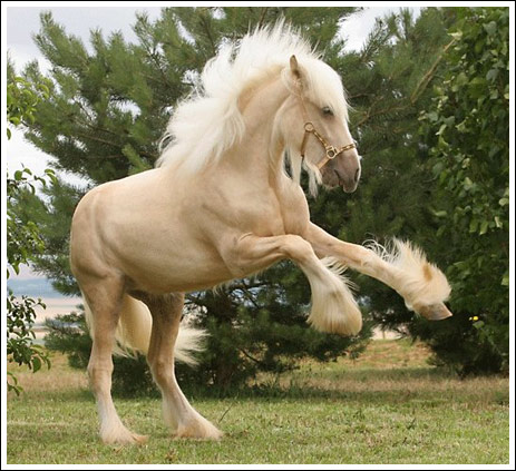 الحيوانات الأليفة اغرب انواع لخيول2 Size:72.30 Kb Dim: 463 x 423 Size: Kb Dim: x