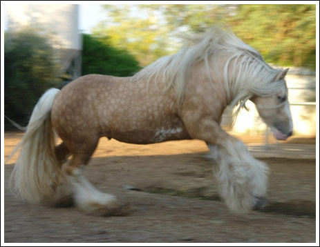 الحيوانات الأليفة اغرب انواع لخيول11 Size:36.90 Kb Dim: 463 x 358 Size: Kb Dim: x
