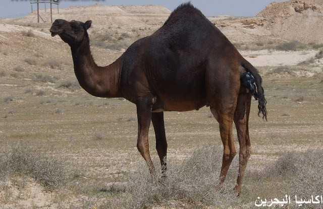 الحيوانات الأليفة صور عملية ولادة لجمل2 Size:35.70 Kb Dim: 640 x 415 Size: Kb Dim: x