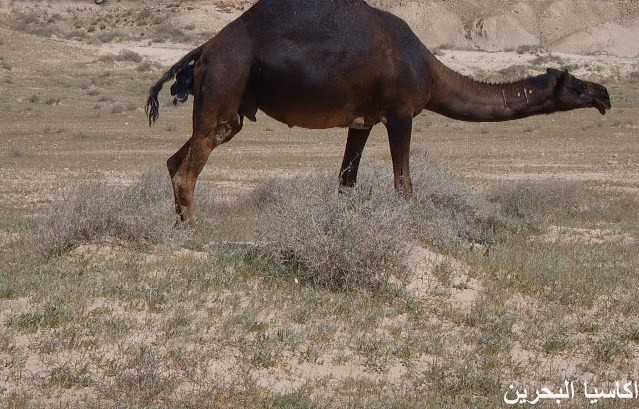 الحيوانات الأليفة صور عملية ولادة لجمل3 Size:41.50 Kb Dim: 639 x 409 Size: Kb Dim: x