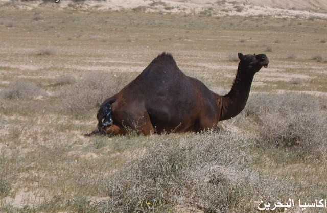 الحيوانات الأليفة صور عملية ولادة لجمل5 Size:34.90 Kb Dim: 640 x 417 Size: Kb Dim: x
