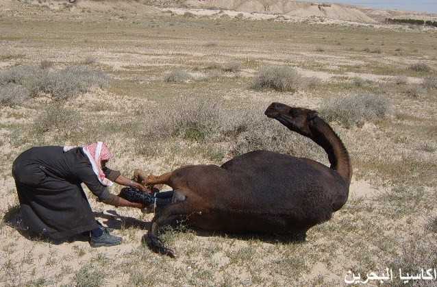 الحيوانات الأليفة صور عملية ولادة لجمل10 Size:46.20 Kb Dim: 638 x 419 Size: Kb Dim: x