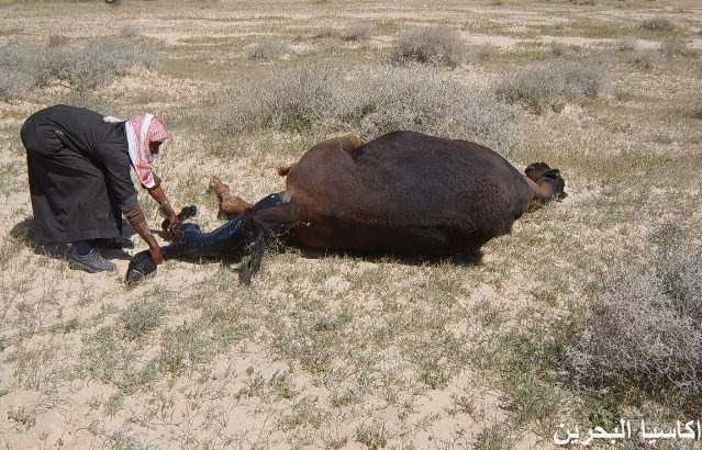 الحيوانات الأليفة صور عملية ولادة لجمل12 Size:50.50 Kb Dim: 639 x 410 Size: Kb Dim: x