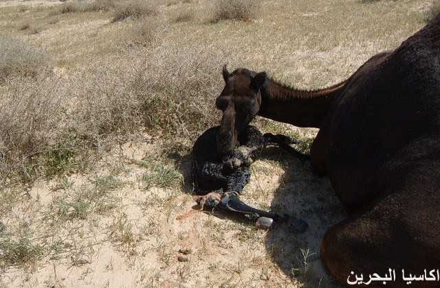 الحيوانات الأليفة صور عملية ولادة ا لجمل2 Size:48.10 Kb Dim: 640 x 420 Size: Kb Dim: x