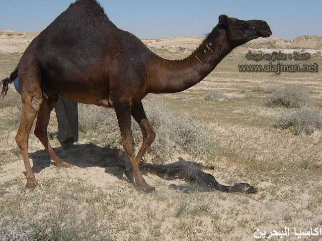 الحيوانات الأليفة صور عملية ولادة ا لجمل3 Size:46.90 Kb Dim: 640 x 480 Size: Kb Dim: x