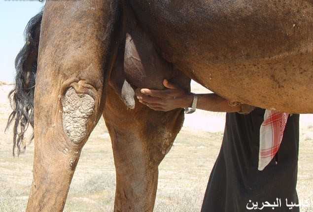 الحيوانات الأليفة صور عملية ولادة ا لجمل4 Size:33.60 Kb Dim: 635 x 430 Size: Kb Dim: x