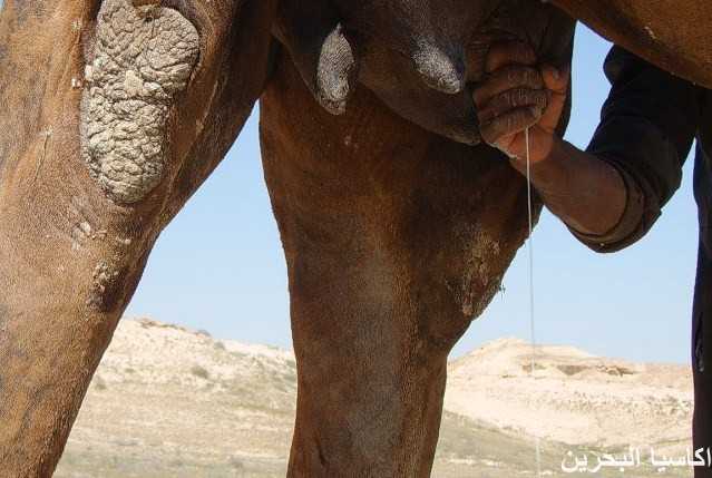 الحيوانات الأليفة صور عملية ولادة ا لجمل6 Size:32.80 Kb Dim: 639 x 429 Size: Kb Dim: x