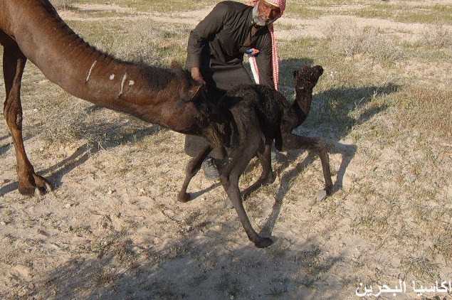 الحيوانات الأليفة صور عملية ولادة ا لجمل9 Size:50.00 Kb Dim: 635 x 422 Size: Kb Dim: x
