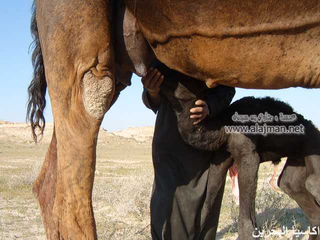 الحيوانات الأليفة صور عملية ولادة ا لجمل11 Size:42.40 Kb Dim: 640 x 480 Size: Kb Dim: x