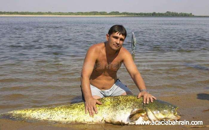 الحيوانات الأليفة لهواة صيد السمك فقط1 Size:53.30 Kb Dim: 700 x 437 Size: Kb Dim: x