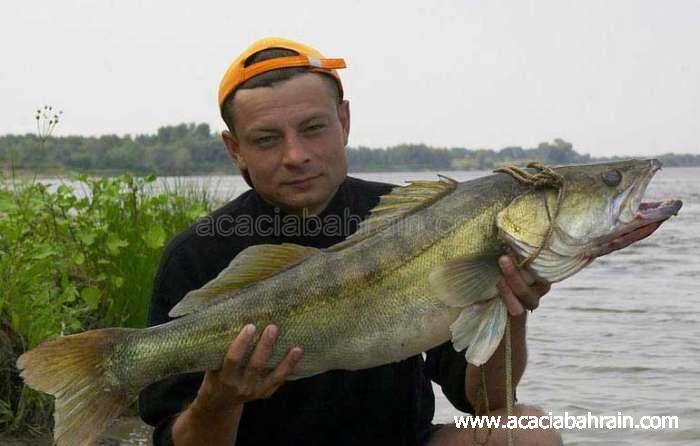 الحيوانات الأليفة لهواة صيد السمك فقط6 Size:42.40 Kb Dim: 700 x 446 Size: Kb Dim: x